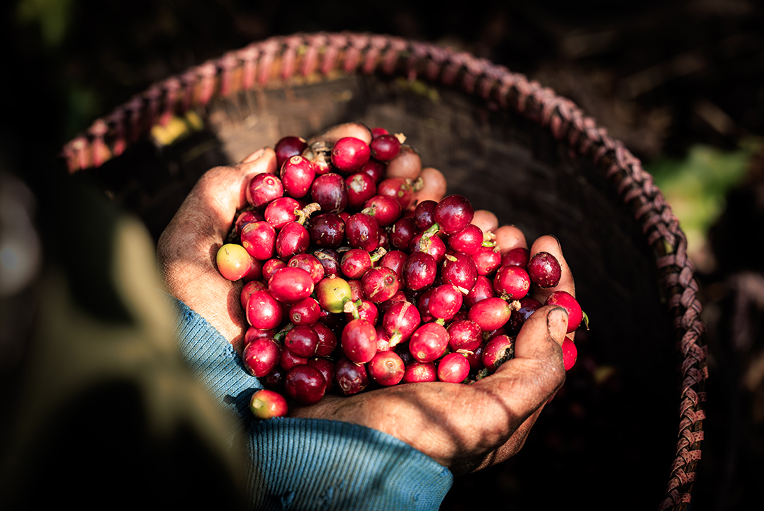 Mister Coffee-red-coffee-beans-farmer-hand_copy